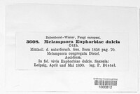 Melampsora euphorbiae image